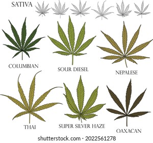 Types of weed. Illustration of differend  Sativa cannabis leaves in color and black outline for use in medicine and cosmetology. 