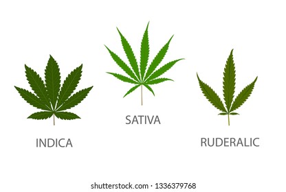 Types Weed Medical Healthcare Illustration About Stock Vector (Royalty ...