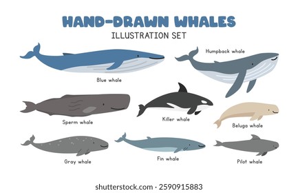 Types of Whales cartoon clipart. Cute whales vector illustration set in flat style. Includes Killer Whale (Orca), Blue Whale, Humpback, Beluga, Sperm, Gray, Pilot, Fin Whales. Sea animals concept