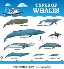 Types of whales educational labeled comparison collection vector illustration. Ocean wildlife mammals collection with human and ruler for size perspective. Zoology and biology handout for fauna study