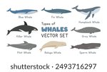 Types of Whales vector illustration set. Marine mammals cartoon clipart in flat style. Includes Killer Whale (Orca), Blue Whale, Humpback, Beluga, Sperm, Gray, Pilot, Fin Whales. Sea animals concept