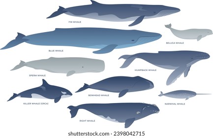 Tipos de ilustraciones vectoriales de ballenas. Clipart sobre un fondo blanco. Colección de mamíferos marinos. Azul, Humpback, Asesino (Orca), Beluga, Narwhal, Esperma, Tazón, Derecha, Ballena Fin.