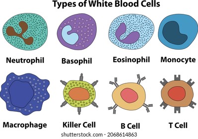 5,833 Neutrophil Images, Stock Photos & Vectors | Shutterstock