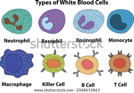 types of white blood cells