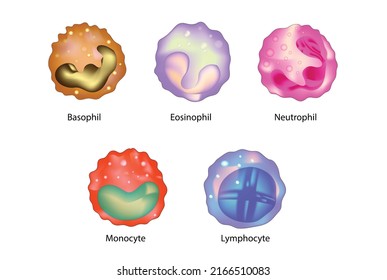 2,477 White blood cell types Images, Stock Photos & Vectors | Shutterstock