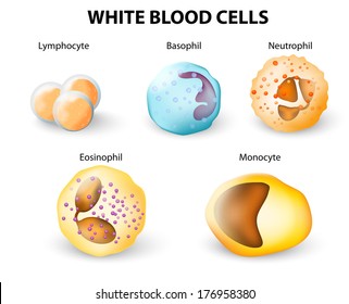 Types of White blood cells, leukocytes, involved in protecting the body from infection and diseases. Monocyte, neutrophil, lymphocyte; basophil and eosinophil.