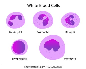 Monocyte Images, Stock Photos & Vectors | Shutterstock