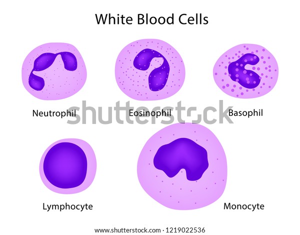 白血球 好中球 好酸球 好塩基球 リンパ球 単球の種類 のベクター画像素材 ロイヤリティフリー