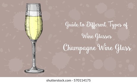Types of wine glasses vector illustration sketch style: Champagne