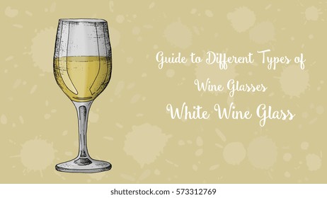 Types of wine glasses vector illustration sketch style: White wine glass