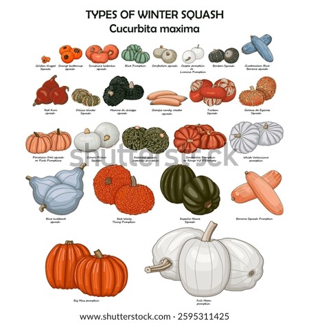 Types of winter squash. Cucurbita maxima. Cucurbitaceae. Fruits and vegetables. Isolated vector illustration. Clipart.