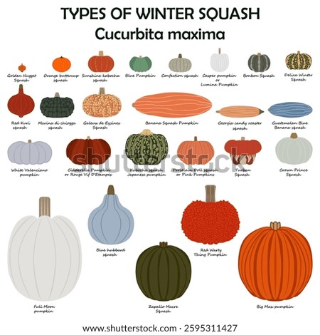 Types of winter squash. Cucurbita maxima. Cucurbitaceae. Fruits and vegetables. Isolated vector illustration. Flat style