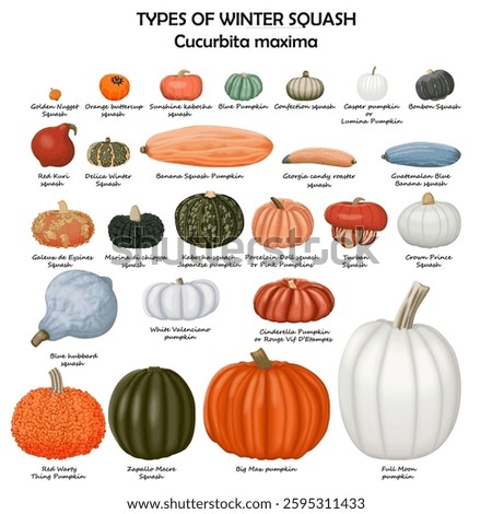 Types of winter squash. Cucurbita maxima. Cucurbitaceae. Fruits and vegetables. Isolated vector illustration.