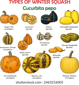 Types of winter squash. Cucurbita pepo. Cucurbitaceae. Fruits and vegetables. Isolated vector illustration. Clipart.