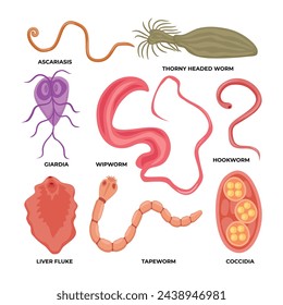 Types of worm parasite collection, types of Human intestinal parasites set, medical internal infection with ascariasis, thorny headed worm, giardia, whipworm, hookworm, liver fluke, tapeworm, coccidia