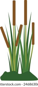 Typha angustifolia L. is a perennial herbaceous plant of genus Typha.