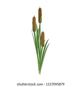 Typha Illustration Vector Image Stock Vector (Royalty Free) 1157095879 ...