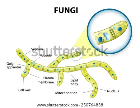 Typical Fungi Cell Fungal Hyphae Structure Stock Vector ... hypha diagram 