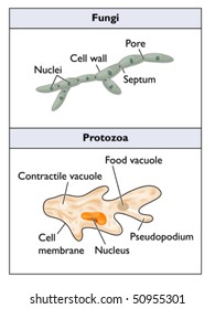 Typical fungi and protozoa