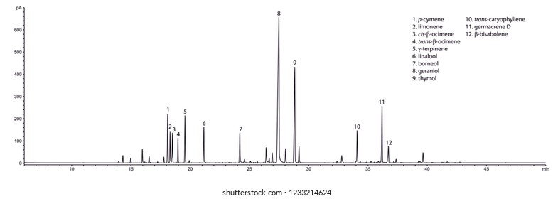 Typical GC chromatogram of summer savory's (Satureja hortensis) essential oil.