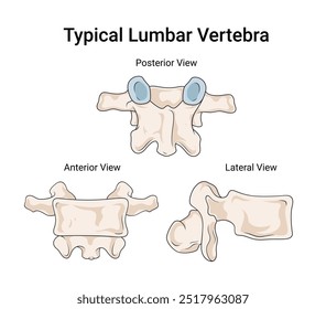 Typical Lumbar Vertebrae an Overview of Medical Science