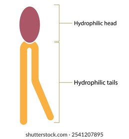 A typical membrane lipid molecule features a hydrophilic head and two hydrophobic tails