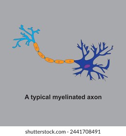 A typical myelinated axon A dissected human brain.  The components of a typical neurone: Nucleus,Dendrites,Cell body,Glial cells,Myelin,Axon terminal and Node of Ranvier.
A neuron has three main parts svg