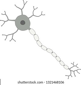 Typical nerve cell