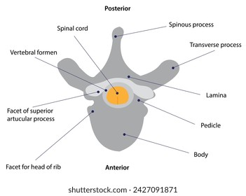  Typical Parts of Vertebra A typical vertebra consists of a body and a vertebral arch