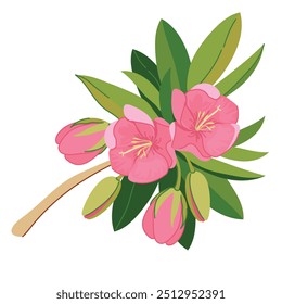 Typical plant of Mauritiustrochetia boutoniana on white background. Vector branch with pink exotic flowers in flat style. National symbol of the island near Africa.