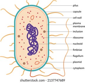 Typical prokaryotic cell. Scheme of typical bacteria