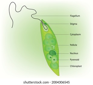 Typical Protista Animal Cell In Microbiology, Single Cell Animal Protozoa Anatomy Of An Algae With Flagellum, Stigma, Cytoplasm, Pellicle, Nucleus, Pyrenoid, Chloroplast, Kingdom Protista Protozoa. 