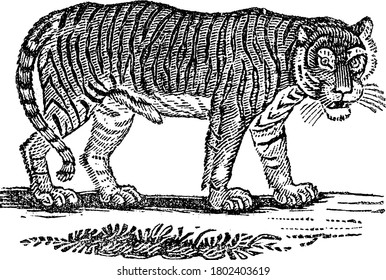 A typical representaion of a tiger, large carnivorous feline mammal, generally with dark vertical stripes on reddish-orange fur with a lighter underside; the most powerful of all big cats, vintage