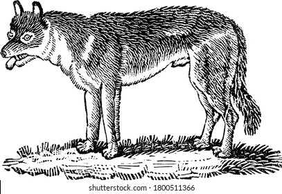 A typical representaion of a wolf, with long and bushy fur, less pointed ears and muzzles is a carnivorous mammal that lives and hunts in packs; often refereed as cunning animal, vintage line drawing