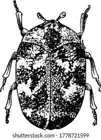 A typical representation of an adult Buffalo moth, dome-shaped and mottled markings, all over their body, vintage line drawing or engraving illustration.