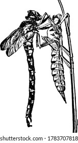 A typical representation of the anterior portion of the body of Aeschua cyanea freed from the puparium, with the tail being extricated, vintage line drawing or engraving illustration.