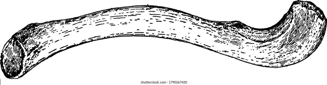 A typical representation of the anterior portion of the shoulder girdle, the human clavicle bone, vintage line drawing or engraving illustration.