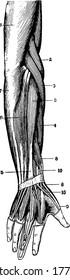 A typical representation of arm muscles on the back of the hand, forearmand lower half of the arm, as exposed on dissecting away the skin., vintage line drawing or engraving illustration.