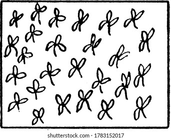 The typical representation of banana on a topographical map, vintage line drawing or engraving illustration.