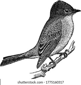 Eine typische Darstellung des Vogels, Phoebe, sitzend auf den Ästen des Baumes, Vintage-Linie Zeichnung oder Gravitation Illustration.