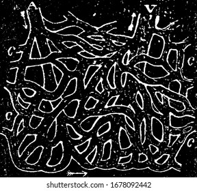 A typical representation of capillaries (C) in the web of the frog's foot connecting a small artery (A) with a small vein (V), vintage line drawing or engraving illustration.