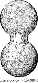A typical representation of capillary water held between two soil grains, the entire set-up looks like the number eight, vintage line drawing or engraving illustration.