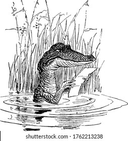 A typical representation of a cartoon crocodile in river, reading a letter, vintage line drawing or engraving illustration 