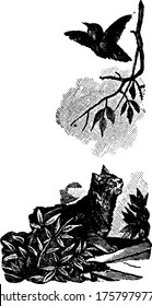 A typical representation of a cat chasing a bird, and in turn the bird flew into the sky, flapping its wings, vintage line drawing or engraving illustration.