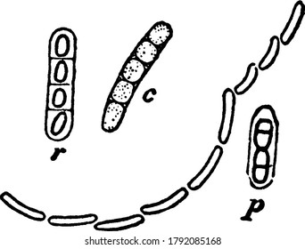 Megaterium Images Stock Photos Vectors Shutterstock