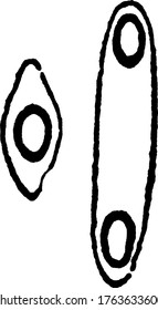 A typical representation of a Clostridium, one cell containing two spores, vintage line drawing or engraving illustration.