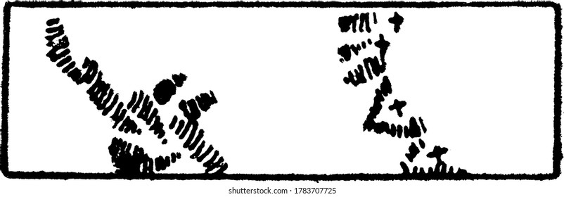The typical representation of coral reef on a topographical map, vintage line drawing or engraving illustration.