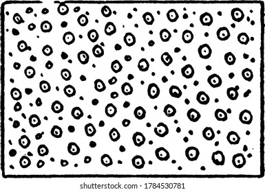 The typical representation of cotton, on a topographical map, vintage line drawing or engraving illustration.
