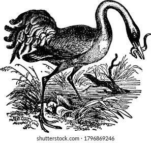 A typical representation of a Crane, feeding on it's prey. They, are large, long-legged and long-necked birds of the order Gruiformes, and family Gruidae, vintage line drawing or engraving.