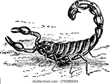 Representación típica del escorpión del desierto, Buthus australis, generalmente de color amarillo y con patrones más oscuros, dibujo vintage de línea o ilustración de grabado.
